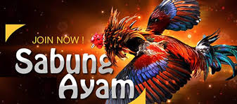 Daftar Link Sabung Ayam Online Aurahoki untuk Pemula